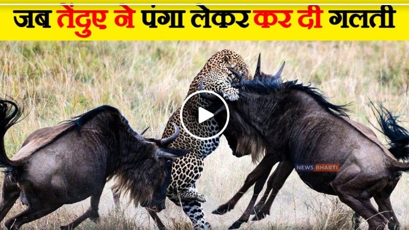 बच्चे को बचाने के लिए तेंदुए से भिड़ गई मां, देखे video