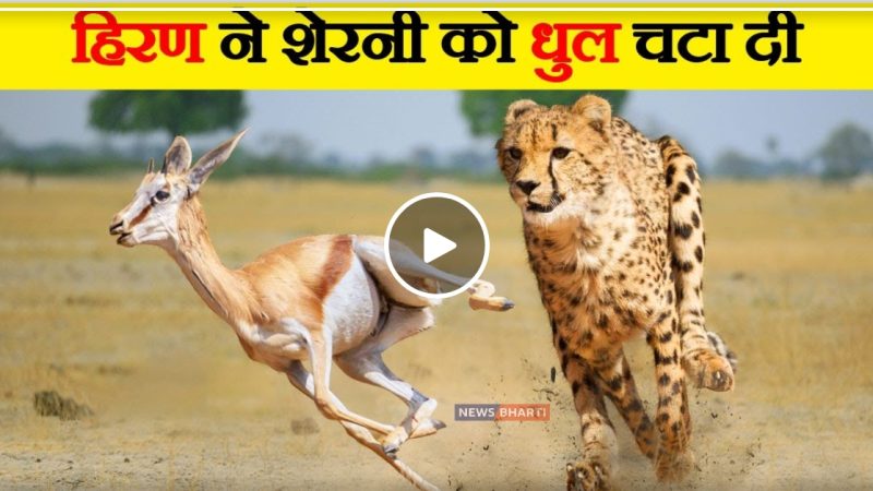 तेंदुआ पड़ा हिरण के पीछे, जिंदगी और मौत की रेस में जानें किसकी हुई जीत, देखे video…