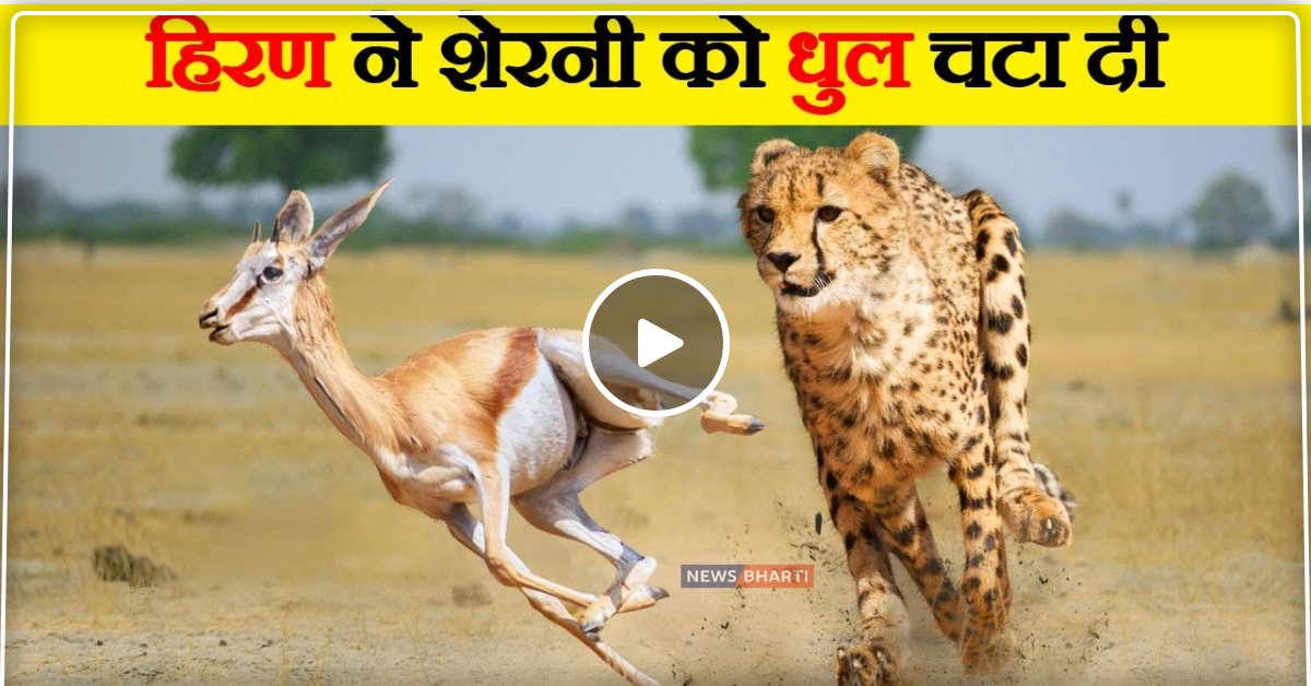 तेंदुआ पड़ा हिरण के पीछे, जिंदगी और मौत की रेस में जानें किसकी हुई जीत, देखे video…