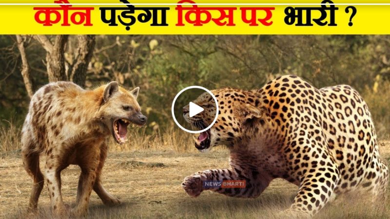 चीता के आगे से उसका शिकार उठाकर ले भागा लकड़बग्घा, देखे video…