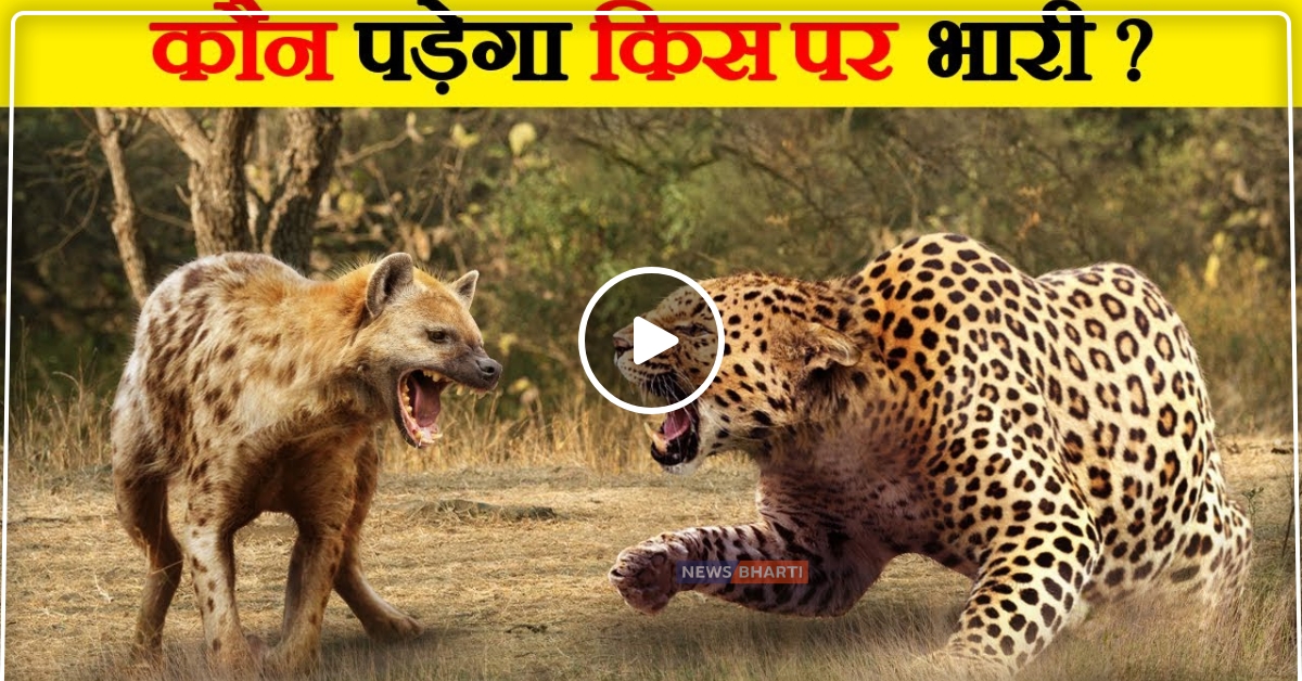 चीता के आगे से उसका शिकार उठाकर ले भागा लकड़बग्घा, देखे video…