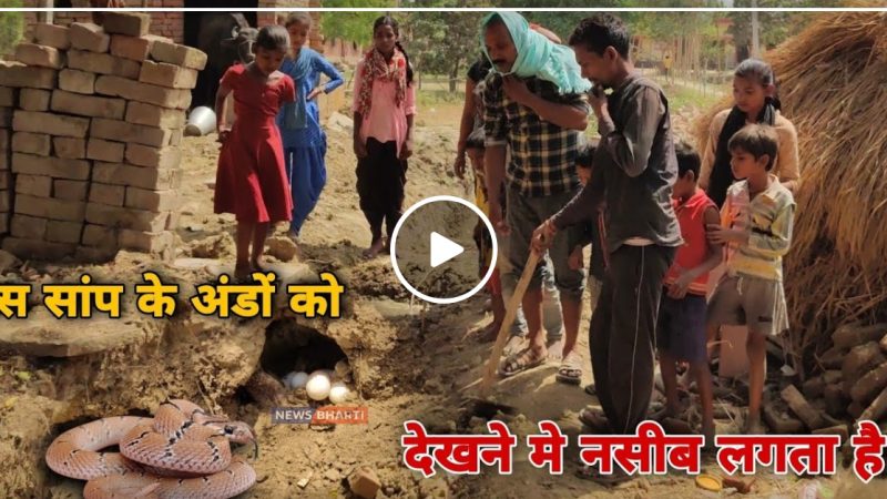 सांप के अंडों को हाथ लगाना पड़ गया भारी, देखें Video.