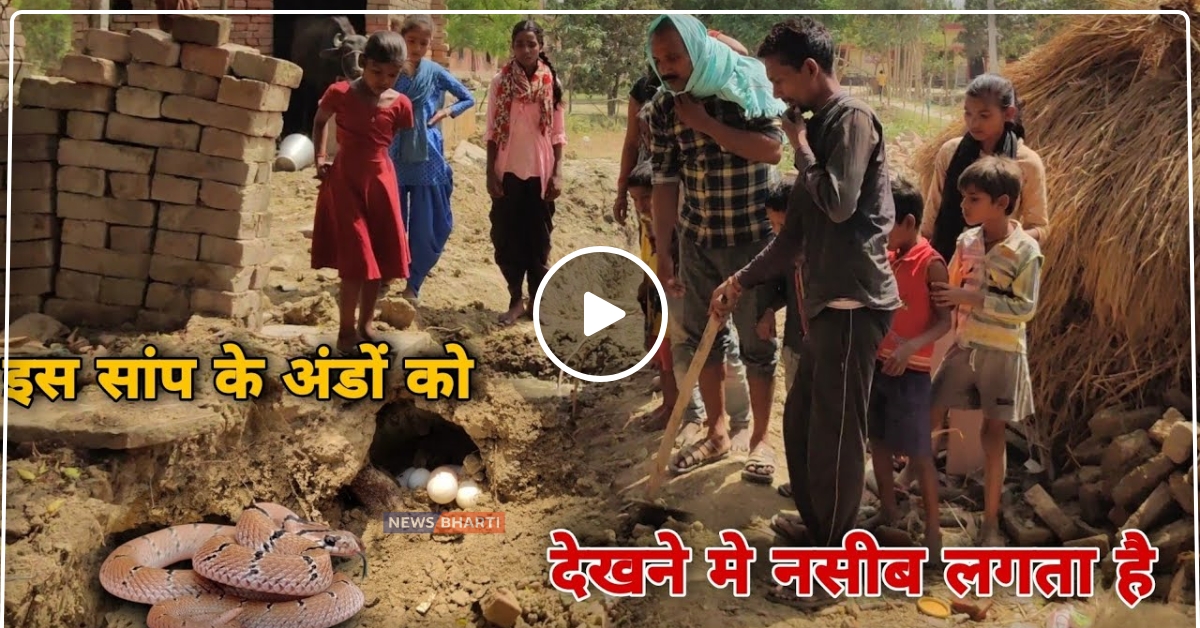 सांप के अंडों को हाथ लगाना पड़ गया भारी, देखें Video.