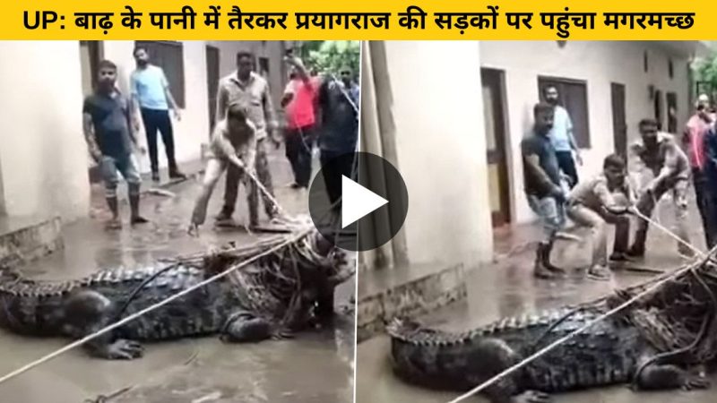 VIRAL VIDEO: बाढ़ के पानी के साथ रिहायशी इलाके में पहुंचा मगरमच्छ