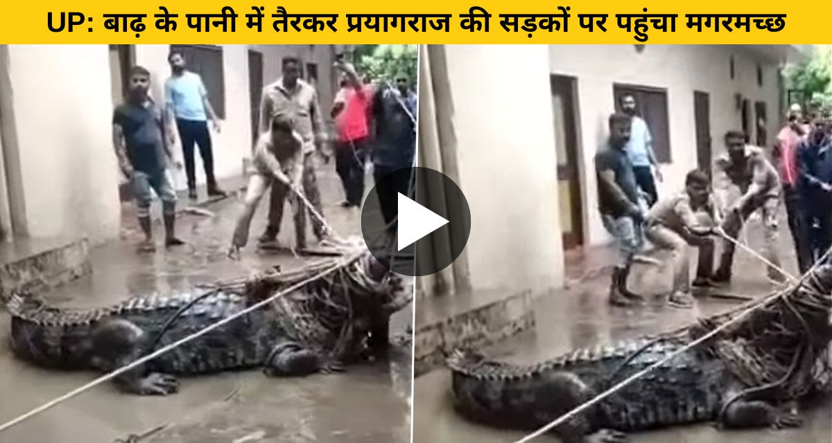 VIRAL VIDEO: बाढ़ के पानी के साथ रिहायशी इलाके में पहुंचा मगरमच्छ