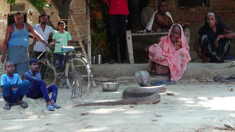 गांव के लोग सांप को पिला रहे थे दूध फिर हुआ कुछ ऐसा सोच भी नहीं सकते आप- देखें वीडियो|