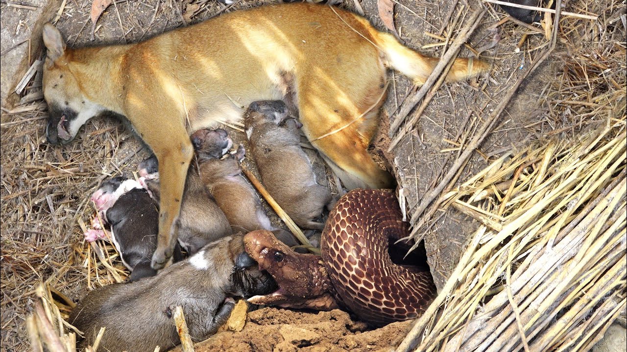 लोगो के सामने आई दिल दहला देने वाली घटना, सांप के काटने से हुई पूरे परिवार की मौत,देखे वीडियो।